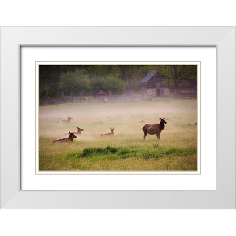 Tennessee Elk in foggy field at Great Smoky Mountains National Park White Modern Wood Framed Art Print with Double Matting by Wells, Joanne