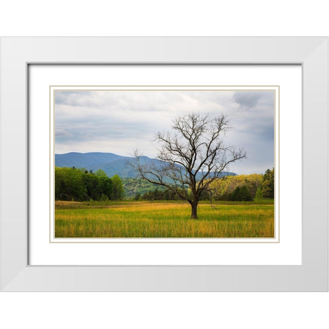 Tennessee Lone tree in field at Cades Cove White Modern Wood Framed Art Print with Double Matting by Wells, Joanne