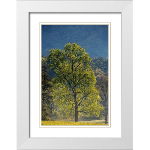 Tennessee Tree in morning light in field at Cades Cove White Modern Wood Framed Art Print with Double Matting by Wells, Joanne