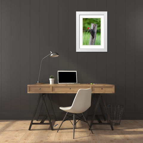 Pileated Woodpecker (Dryocopus pileatus)-Great Smoky Mountains National Park-Tennessee White Modern Wood Framed Art Print with Double Matting by Day, Richard and Susan
