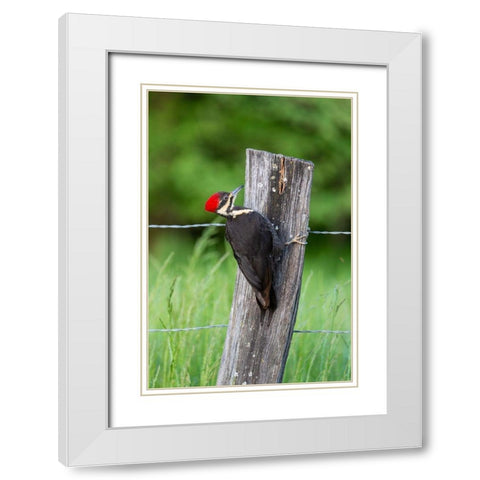 Pileated Woodpecker (Dryocopus pileatus)-Great Smoky Mountains National Park-Tennessee White Modern Wood Framed Art Print with Double Matting by Day, Richard and Susan