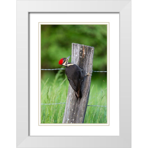 Pileated Woodpecker (Dryocopus pileatus)-Great Smoky Mountains National Park-Tennessee White Modern Wood Framed Art Print with Double Matting by Day, Richard and Susan