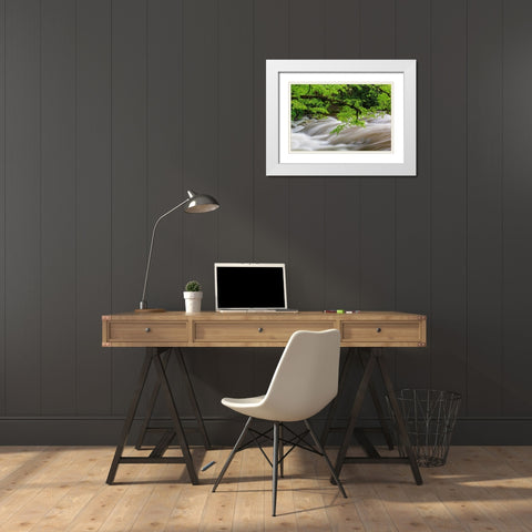 Middle Prong Little River in spring-Great Smoky Mountains National Park-Tennessee White Modern Wood Framed Art Print with Double Matting by Day, Richard and Susan