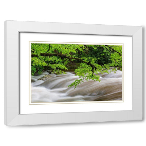 Middle Prong Little River in spring-Great Smoky Mountains National Park-Tennessee White Modern Wood Framed Art Print with Double Matting by Day, Richard and Susan