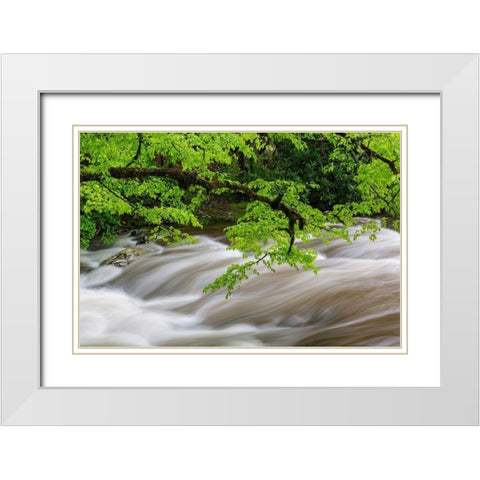 Middle Prong Little River in spring-Great Smoky Mountains National Park-Tennessee White Modern Wood Framed Art Print with Double Matting by Day, Richard and Susan