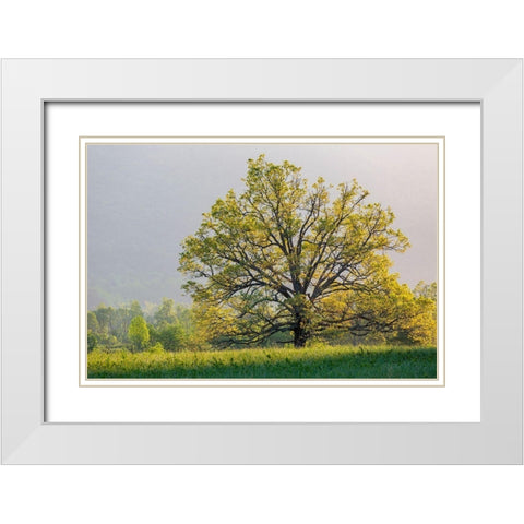 Sunrise in Cades Cove in spring-Great Smoky Mountains National Park-Tennessee White Modern Wood Framed Art Print with Double Matting by Day, Richard and Susan
