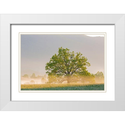 Sunrise and fog Cades Cove-Great Smoky Mountains National Park-Tennessee White Modern Wood Framed Art Print with Double Matting by Day, Richard and Susan