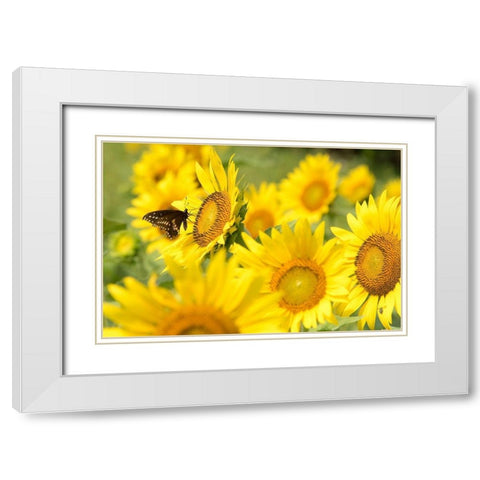 Tennessee TWRA wildlife management area Forks of the River plant 70 acres of sunflowers White Modern Wood Framed Art Print with Double Matting by Drury, Trish