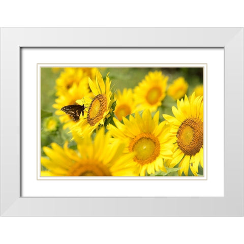 Tennessee TWRA wildlife management area Forks of the River plant 70 acres of sunflowers White Modern Wood Framed Art Print with Double Matting by Drury, Trish