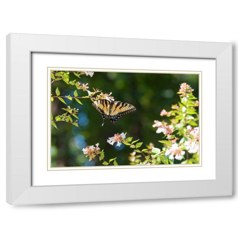 Tennessee Eastern Tiger Swallowtail gathers nectar on glossy abelia flowers White Modern Wood Framed Art Print with Double Matting by Drury, Trish