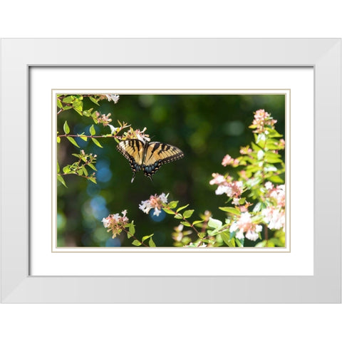 Tennessee Eastern Tiger Swallowtail gathers nectar on glossy abelia flowers White Modern Wood Framed Art Print with Double Matting by Drury, Trish