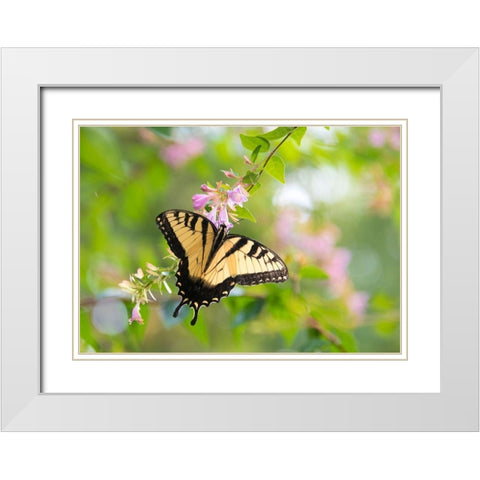 Tennessee Tiger Swallowtail gets nectar from glossy abelia flowers White Modern Wood Framed Art Print with Double Matting by Drury, Trish