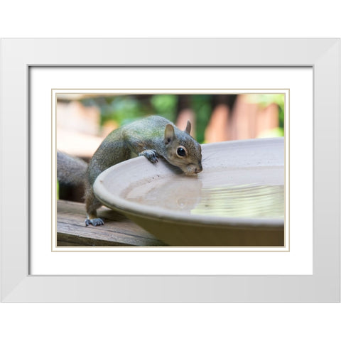 USA-Tennessee Eastern gray squirrel drinks at bird bath reflected in water White Modern Wood Framed Art Print with Double Matting by Drury, Trish