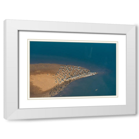 USA-Tennessee White pelicans and cormorants creating patterns White Modern Wood Framed Art Print with Double Matting by Drury, Trish