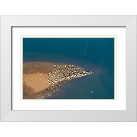 USA-Tennessee White pelicans and cormorants creating patterns White Modern Wood Framed Art Print with Double Matting by Drury, Trish