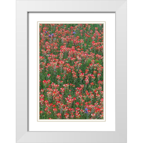 Meadow of red Texas Paintbrush and Purple-head Sneezeweed and Spiderwort flowers White Modern Wood Framed Art Print with Double Matting by Jones, Adam