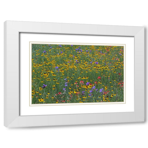 Meadow of red Texas Paintbrush and Purple-head Sneezeweed and Spiderwort flowers White Modern Wood Framed Art Print with Double Matting by Jones, Adam