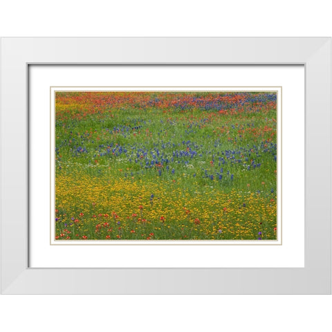 Meadow of red Texas Paintbrush and Purple-head Sneezeweed and bluebonnets White Modern Wood Framed Art Print with Double Matting by Jones, Adam