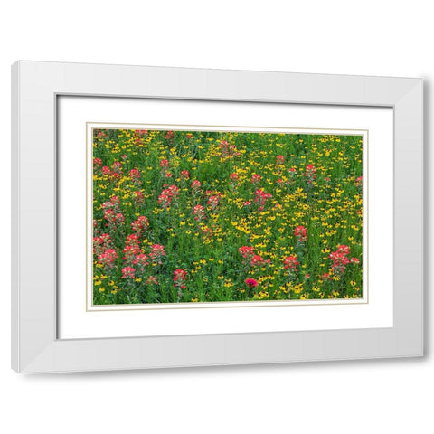 Meadow of red Texas Paintbrush and Purple-head Sneezeweed-Texas hill country-near Marble Falls White Modern Wood Framed Art Print with Double Matting by Jones, Adam
