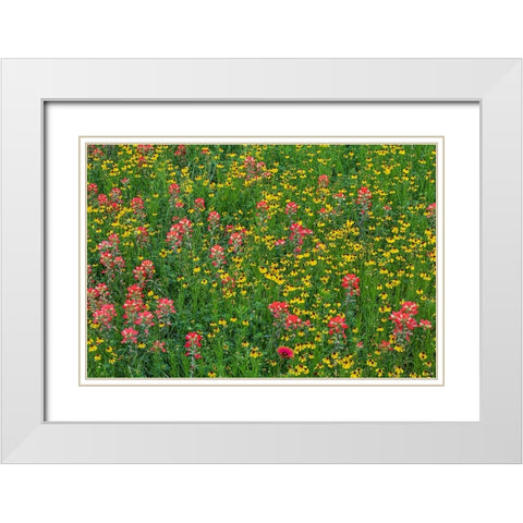 Meadow of red Texas Paintbrush and Purple-head Sneezeweed-Texas hill country-near Marble Falls White Modern Wood Framed Art Print with Double Matting by Jones, Adam