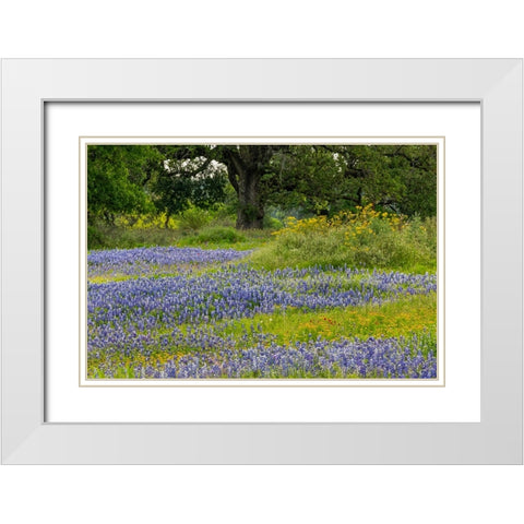 Texas bluebonnets-blanket flower and live oak in meadow-Texas Hill Country-near Marble Falls-Texas White Modern Wood Framed Art Print with Double Matting by Jones, Adam
