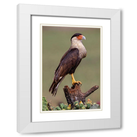 Crested caracara perched Rio Grande Valley-Texas White Modern Wood Framed Art Print with Double Matting by Jones, Adam