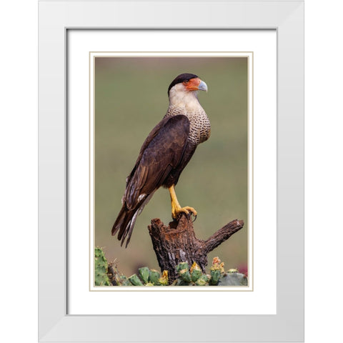 Crested caracara perched Rio Grande Valley-Texas White Modern Wood Framed Art Print with Double Matting by Jones, Adam