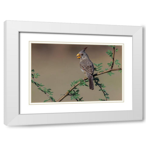 Pyrrhuloxia-Rio Grande Valley-Texas White Modern Wood Framed Art Print with Double Matting by Jones, Adam