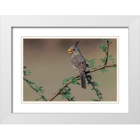 Pyrrhuloxia-Rio Grande Valley-Texas White Modern Wood Framed Art Print with Double Matting by Jones, Adam