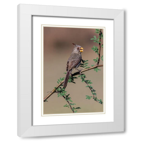 Pyrrhuloxia-Rio Grande Valley-Texas White Modern Wood Framed Art Print with Double Matting by Jones, Adam