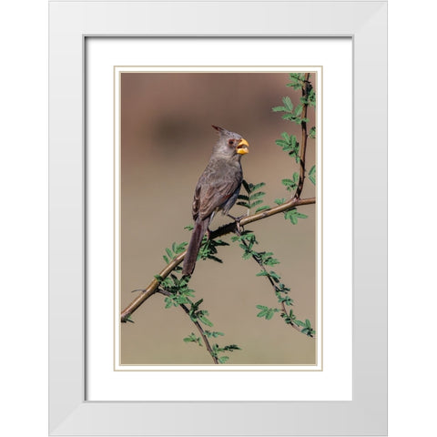 Pyrrhuloxia-Rio Grande Valley-Texas White Modern Wood Framed Art Print with Double Matting by Jones, Adam