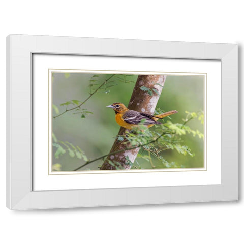 Female Orchard oriole-South Padre Island-Texas White Modern Wood Framed Art Print with Double Matting by Jones, Adam
