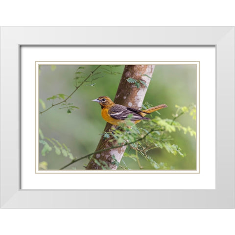 Female Orchard oriole-South Padre Island-Texas White Modern Wood Framed Art Print with Double Matting by Jones, Adam