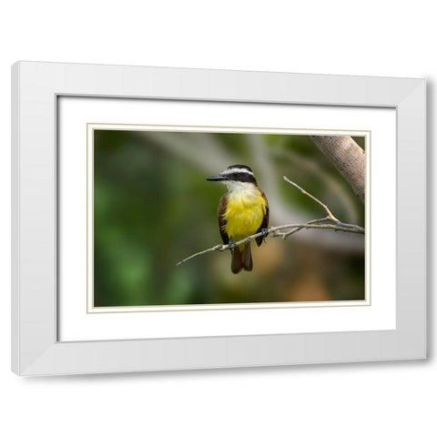 Great kiskadee-South Padre Island-Texas White Modern Wood Framed Art Print with Double Matting by Jones, Adam