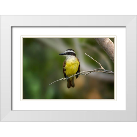 Great kiskadee-South Padre Island-Texas White Modern Wood Framed Art Print with Double Matting by Jones, Adam