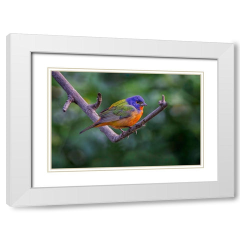 Male Painted bunting South Padre Island-Texas White Modern Wood Framed Art Print with Double Matting by Jones, Adam