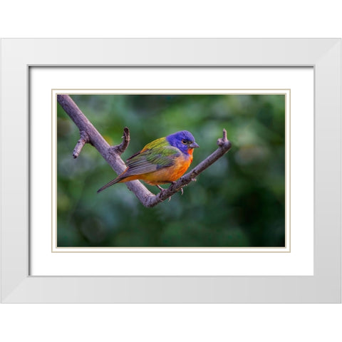 Male Painted bunting South Padre Island-Texas White Modern Wood Framed Art Print with Double Matting by Jones, Adam