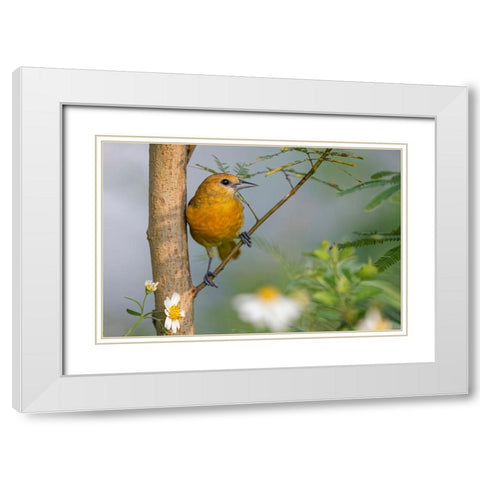 Female Orchard oriole-South Padre Island-Texas White Modern Wood Framed Art Print with Double Matting by Jones, Adam