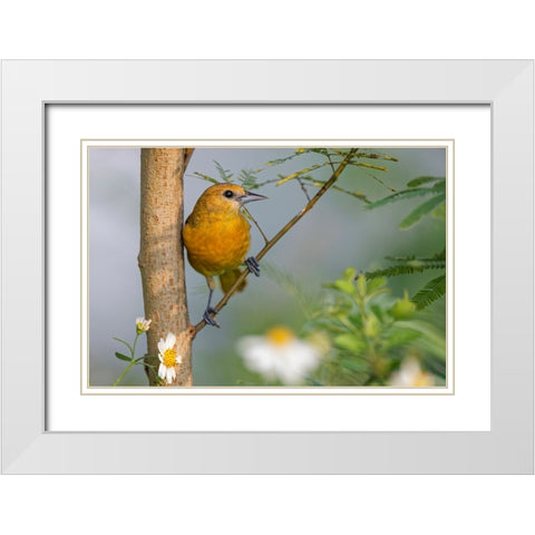Female Orchard oriole-South Padre Island-Texas White Modern Wood Framed Art Print with Double Matting by Jones, Adam