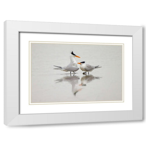 Royal terns in courtship display-South Padre Island-Texas White Modern Wood Framed Art Print with Double Matting by Jones, Adam