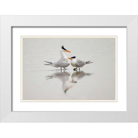 Royal terns in courtship display-South Padre Island-Texas White Modern Wood Framed Art Print with Double Matting by Jones, Adam