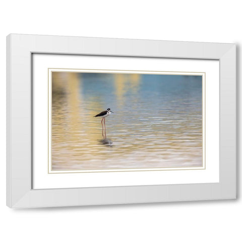 Single Black-necked stilt standing together with reflection on water-South Padre Island-Texas White Modern Wood Framed Art Print with Double Matting by Jones, Adam