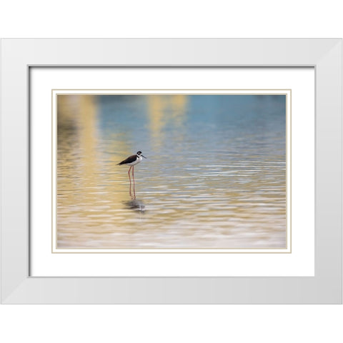 Single Black-necked stilt standing together with reflection on water-South Padre Island-Texas White Modern Wood Framed Art Print with Double Matting by Jones, Adam