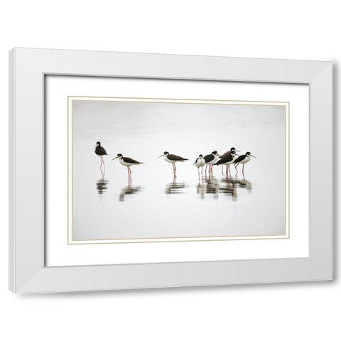 Group of Black-necked stilts standing together with reflection on water-South Padre Island-Texas White Modern Wood Framed Art Print with Double Matting by Jones, Adam