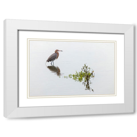 Reddish egret and reflection-South Padre Island-Texas White Modern Wood Framed Art Print with Double Matting by Jones, Adam