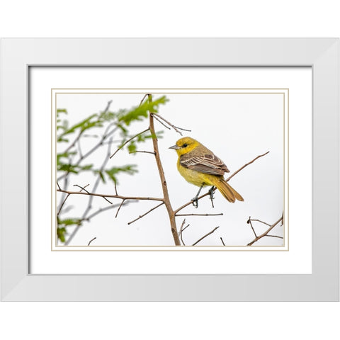 Female Northern oriole-Icterus galbula-Baltimore oriole-South Padre Island-Texas White Modern Wood Framed Art Print with Double Matting by Jones, Adam