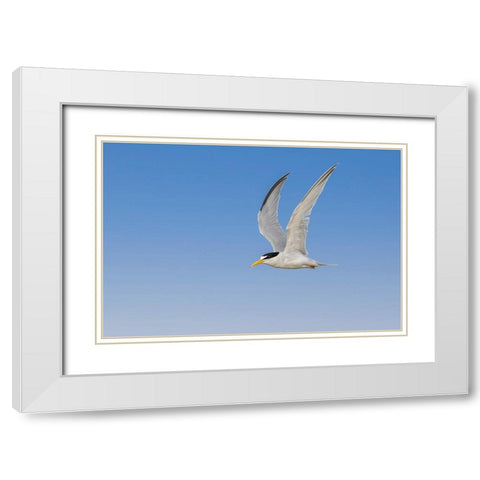 Least Tern flying-South Padre Island-Texas White Modern Wood Framed Art Print with Double Matting by Jones, Adam