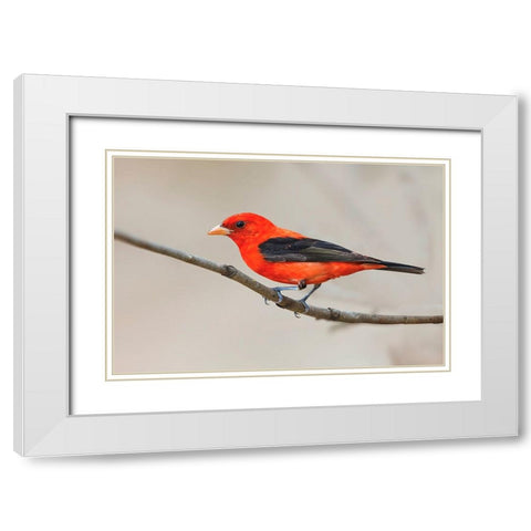 Scarlet tanager-South Padre Island-Texas White Modern Wood Framed Art Print with Double Matting by Jones, Adam