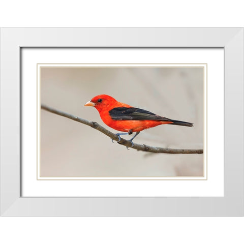 Scarlet tanager-South Padre Island-Texas White Modern Wood Framed Art Print with Double Matting by Jones, Adam