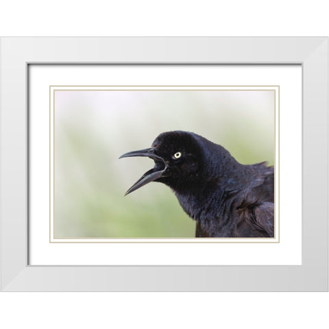 Great-tailed Grackle close-up-South Padre Island-Texas White Modern Wood Framed Art Print with Double Matting by Jones, Adam